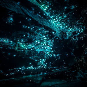 Glow Worms - Nature's Christmas Lights | Kess Gallery