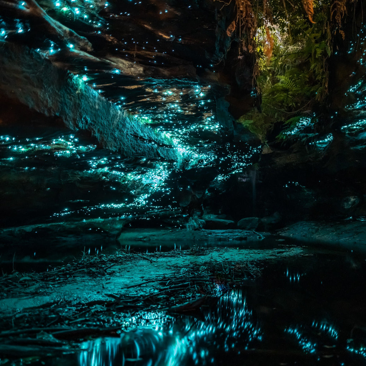 Glowworms I - Kess Gallery