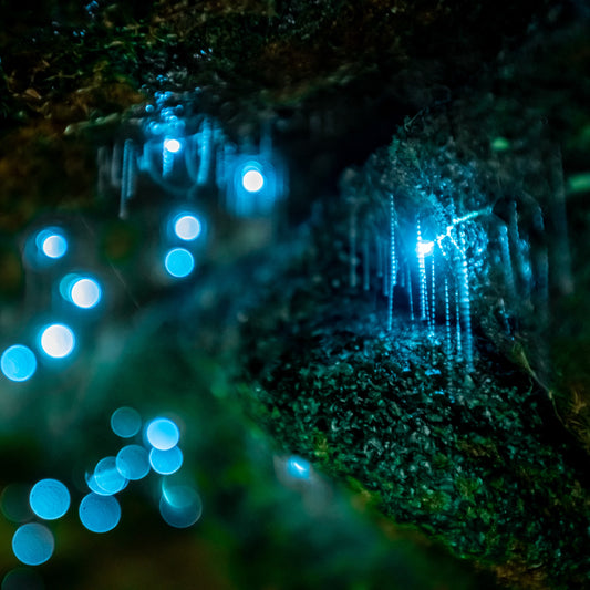 Glowworms III - Kess Gallery