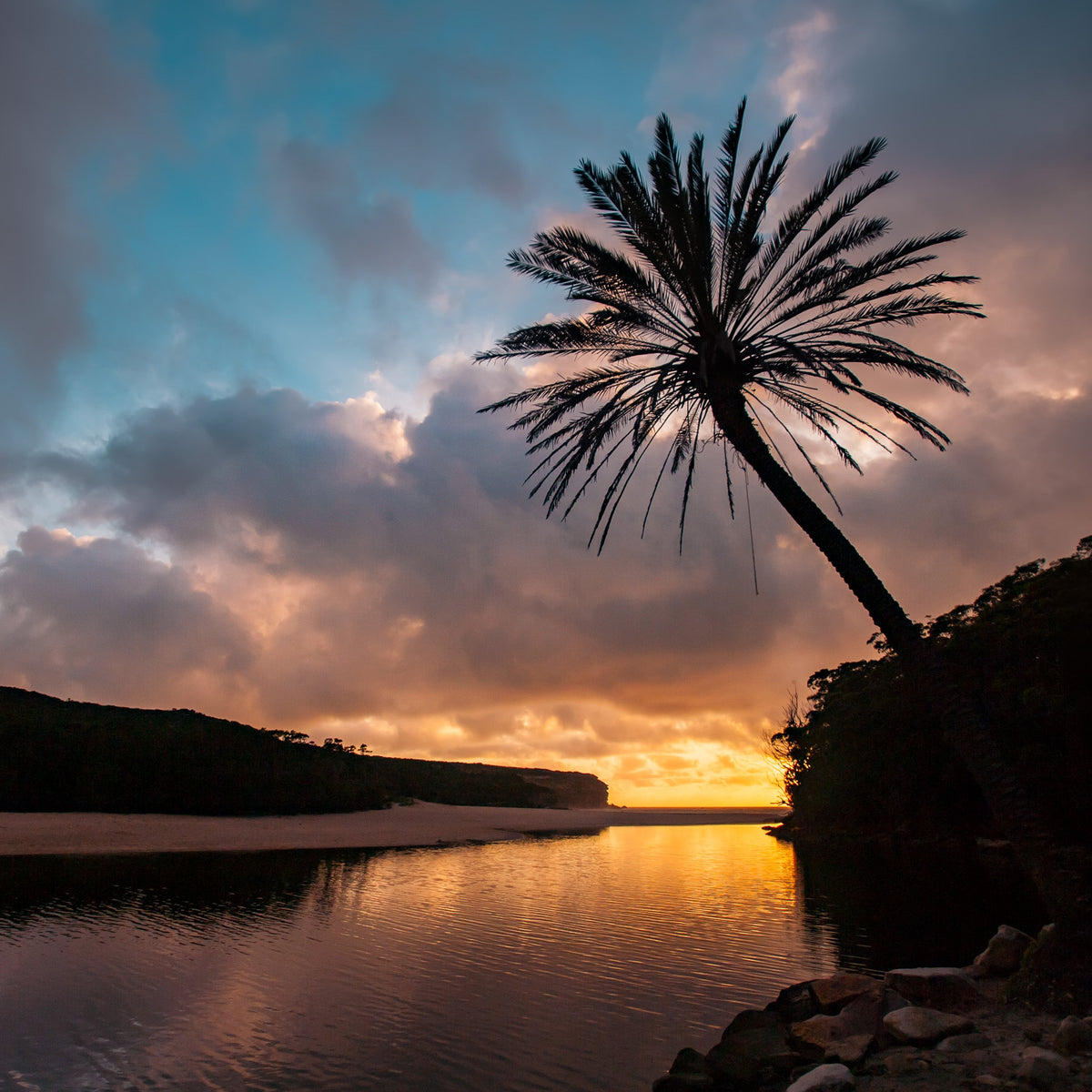 Wattamolla Palm I - Kess Gallery
