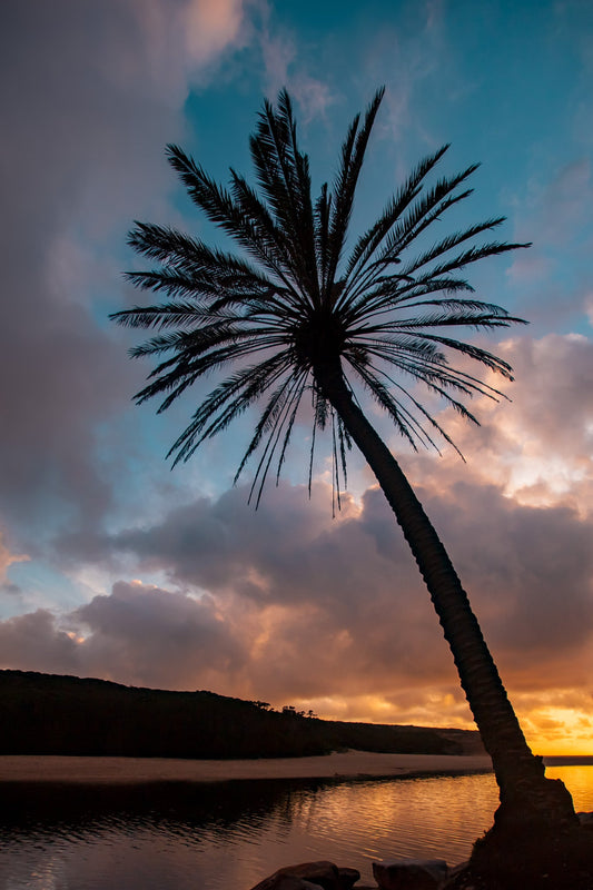 Wattamolla Palm II - Kess Gallery